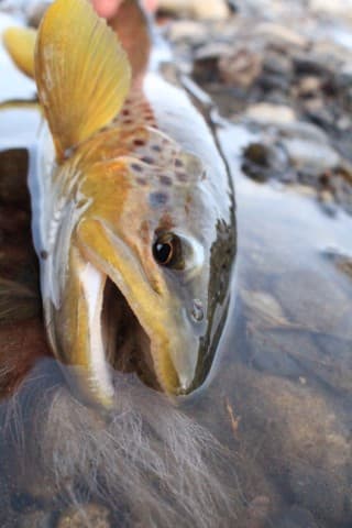 Fort Smith Fly Fishing Guide