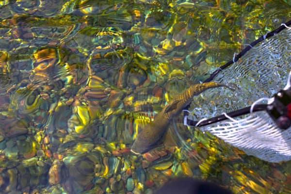 Bigfork, Montana Fly Fishing Guide Flathead River