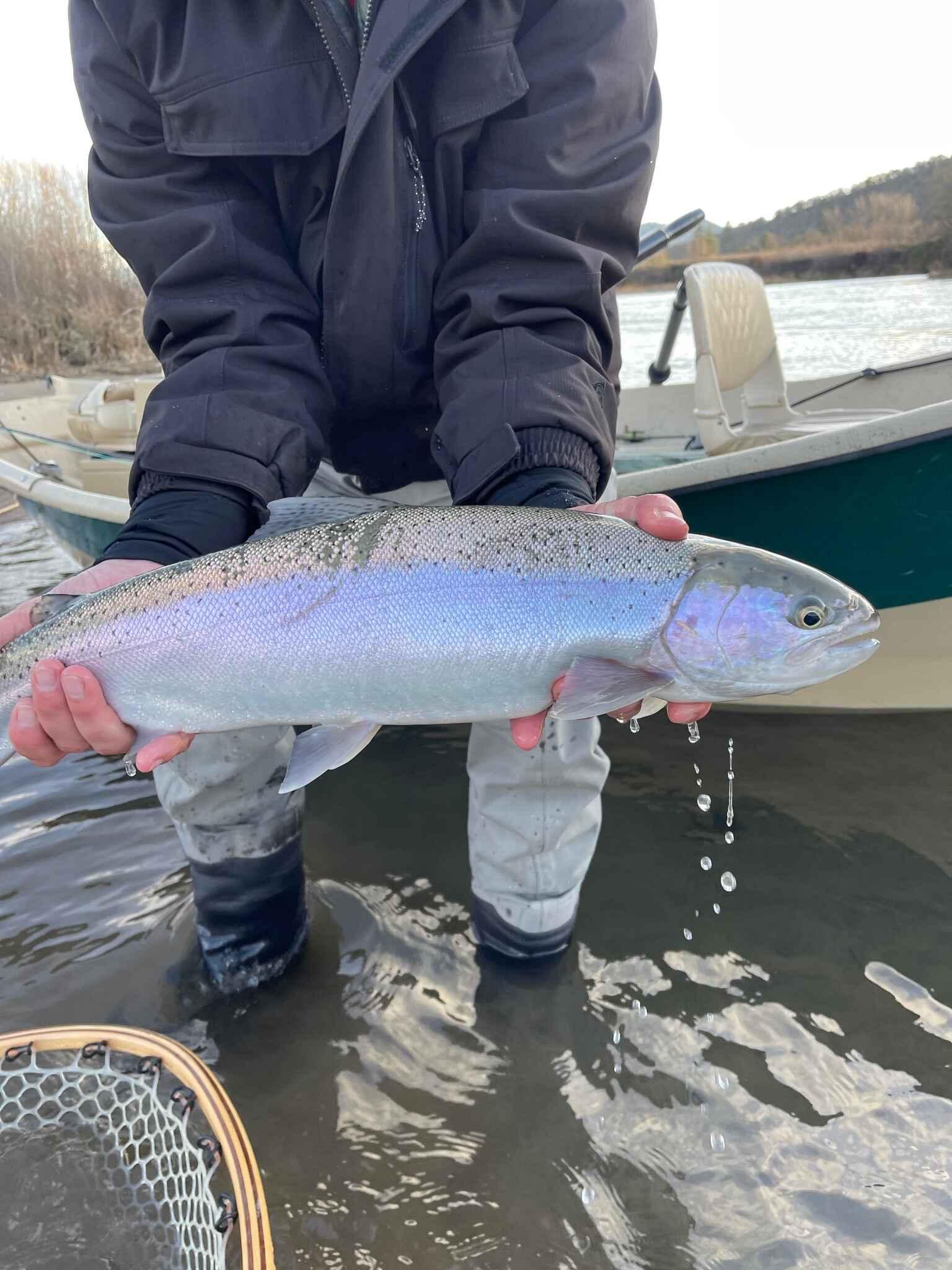 Guided Steelhead Fly Fishing Trip | Rogue River Full-Day | Ashland, Oregon