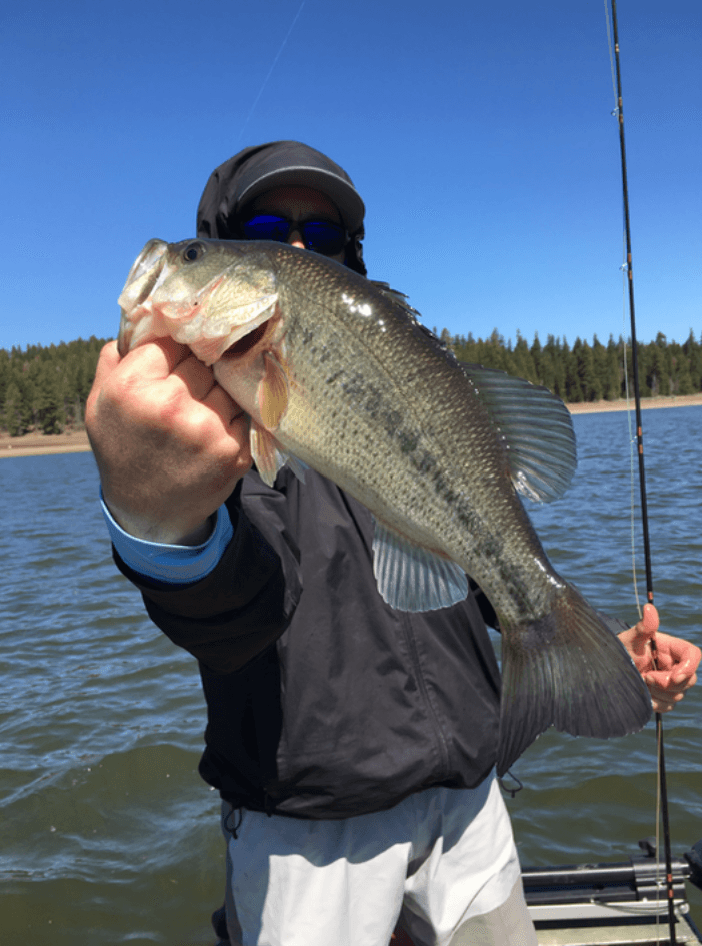 Guided Bass Fly Fishing | Local Waters Full-Day | Ashland, Oregon