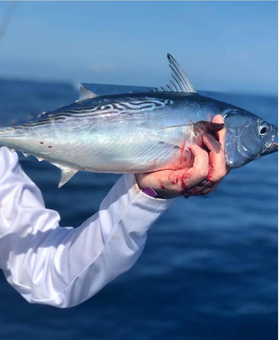 Guided Afternoon Reef Fishing Charter | Cudjoe Key | Cudjoe Key, Florida