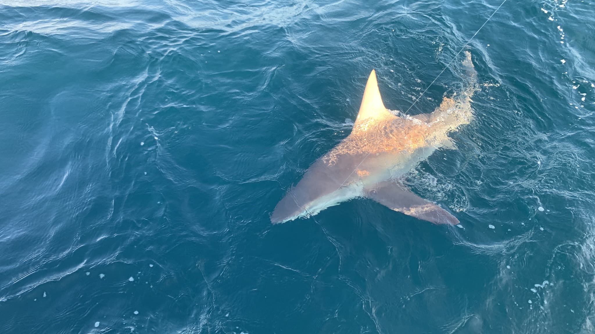 Saltwater Shark Fishing Charter | 6-Hours (AM) | Shalimar, Florida