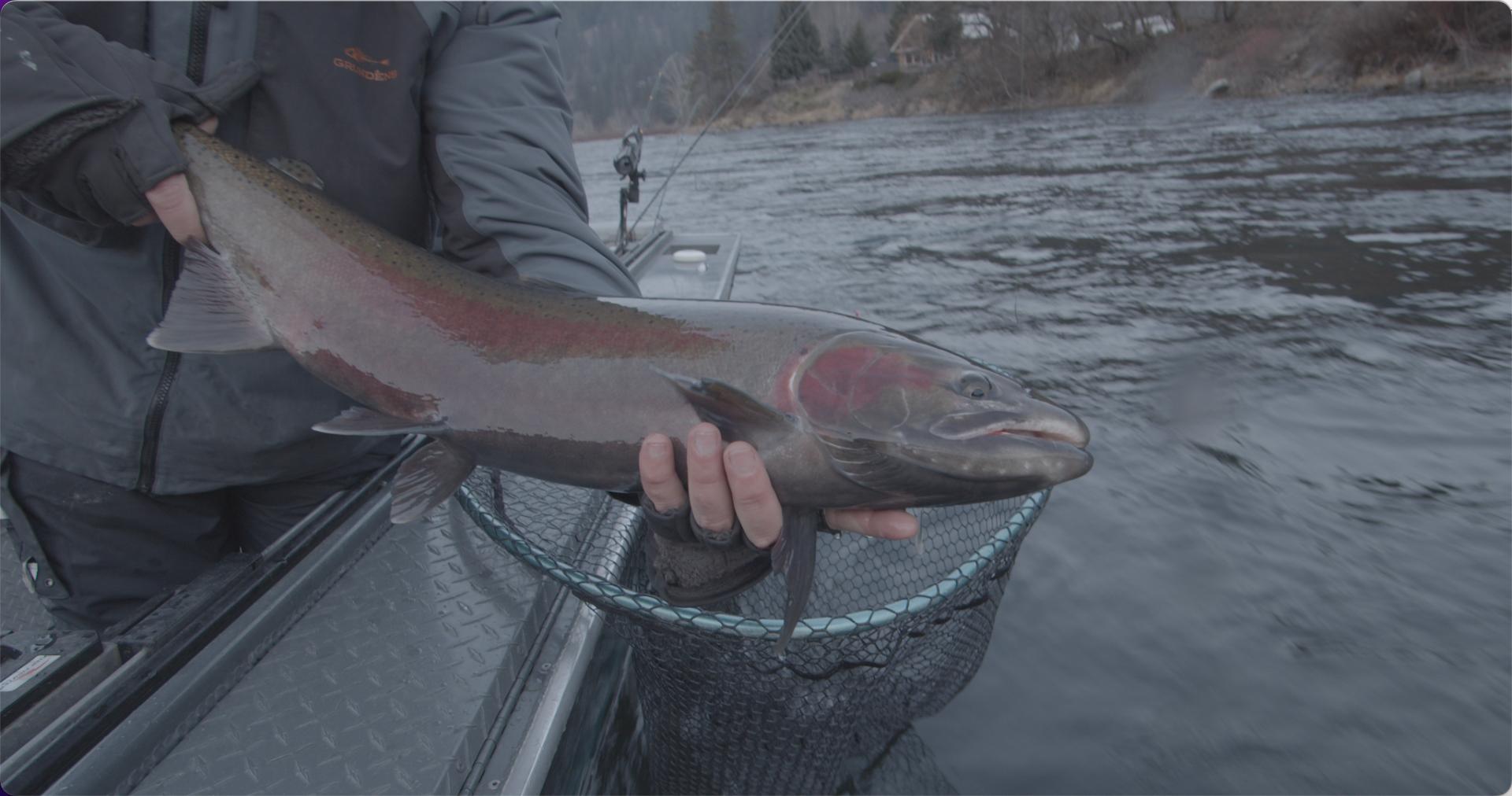 Guided Salmon Fishing Trip | Clearwater River | Orofino, Idaho