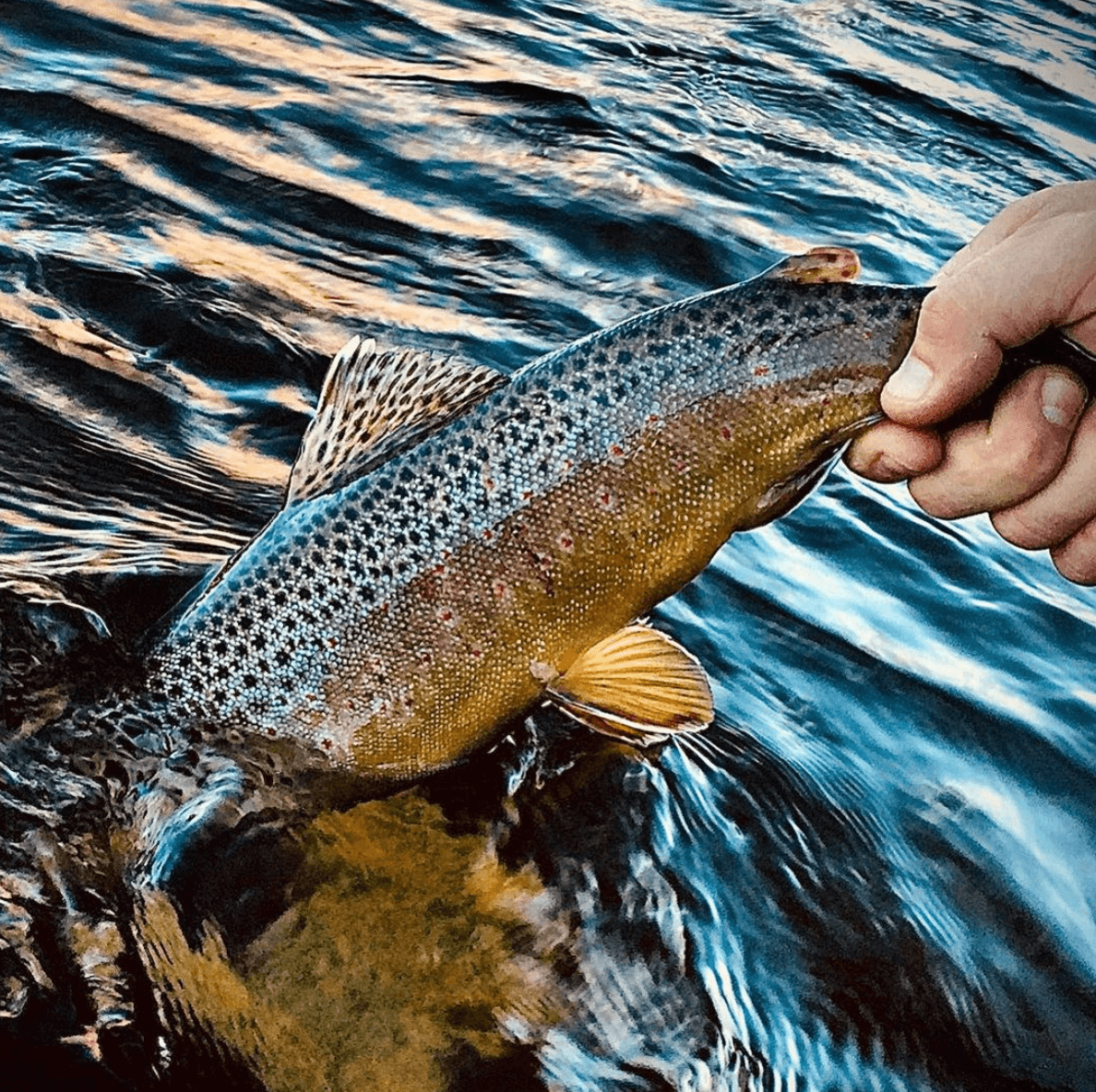 Walk & Wade Fly Fishing Big Hole River