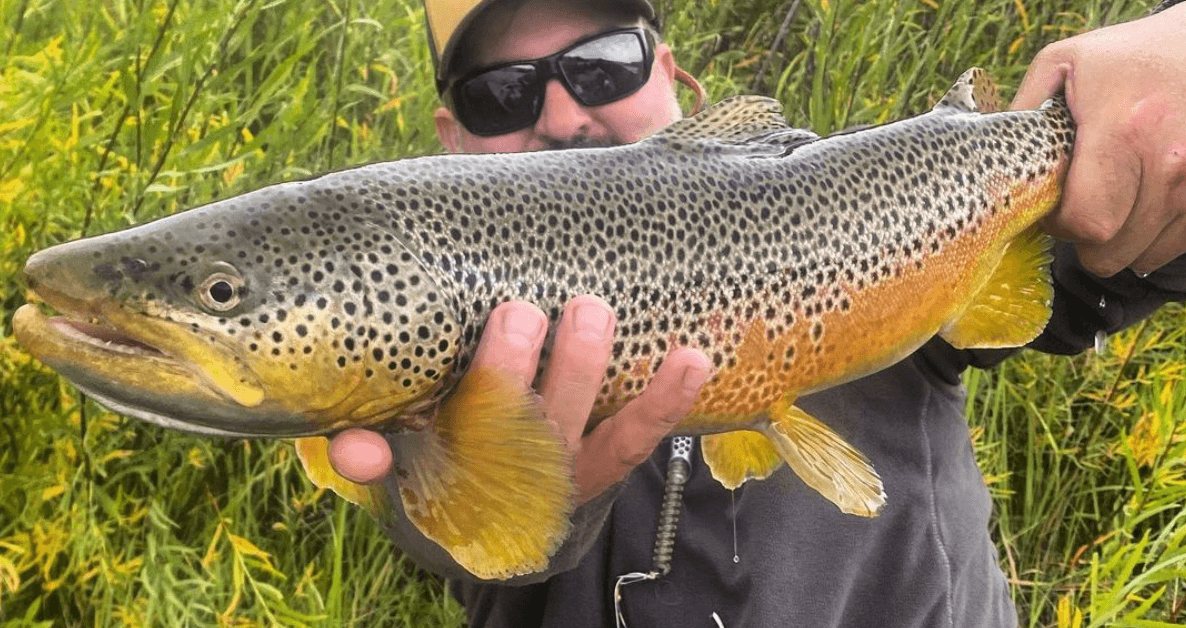 Guided Fly Fishing Trip | Jefferson River | Twin Bridges, Montana