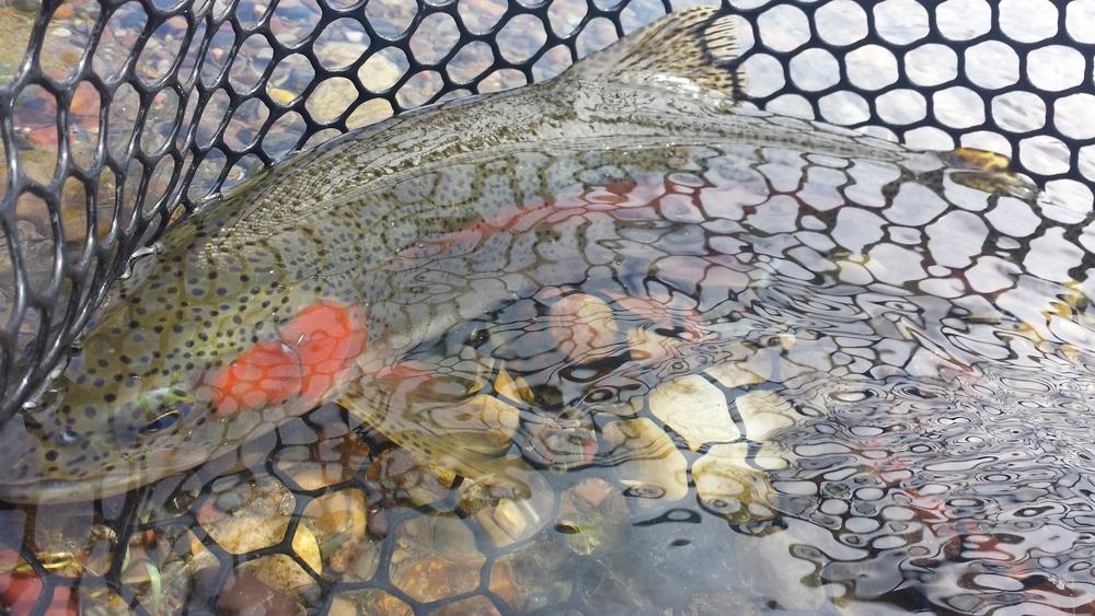 Walk & Wade Fly Fishing Trip | Blackfoot River | Bonner, Montana