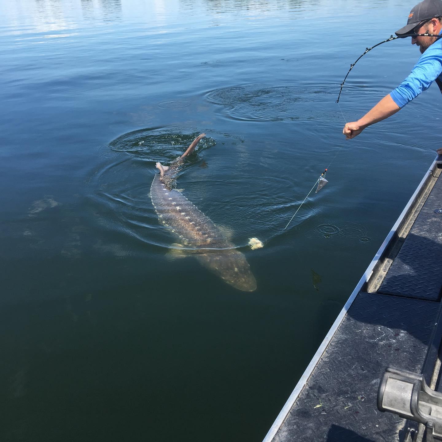 Summer Sturgeon Fishing Charter | McNary Dam | Umatilla, Oregon