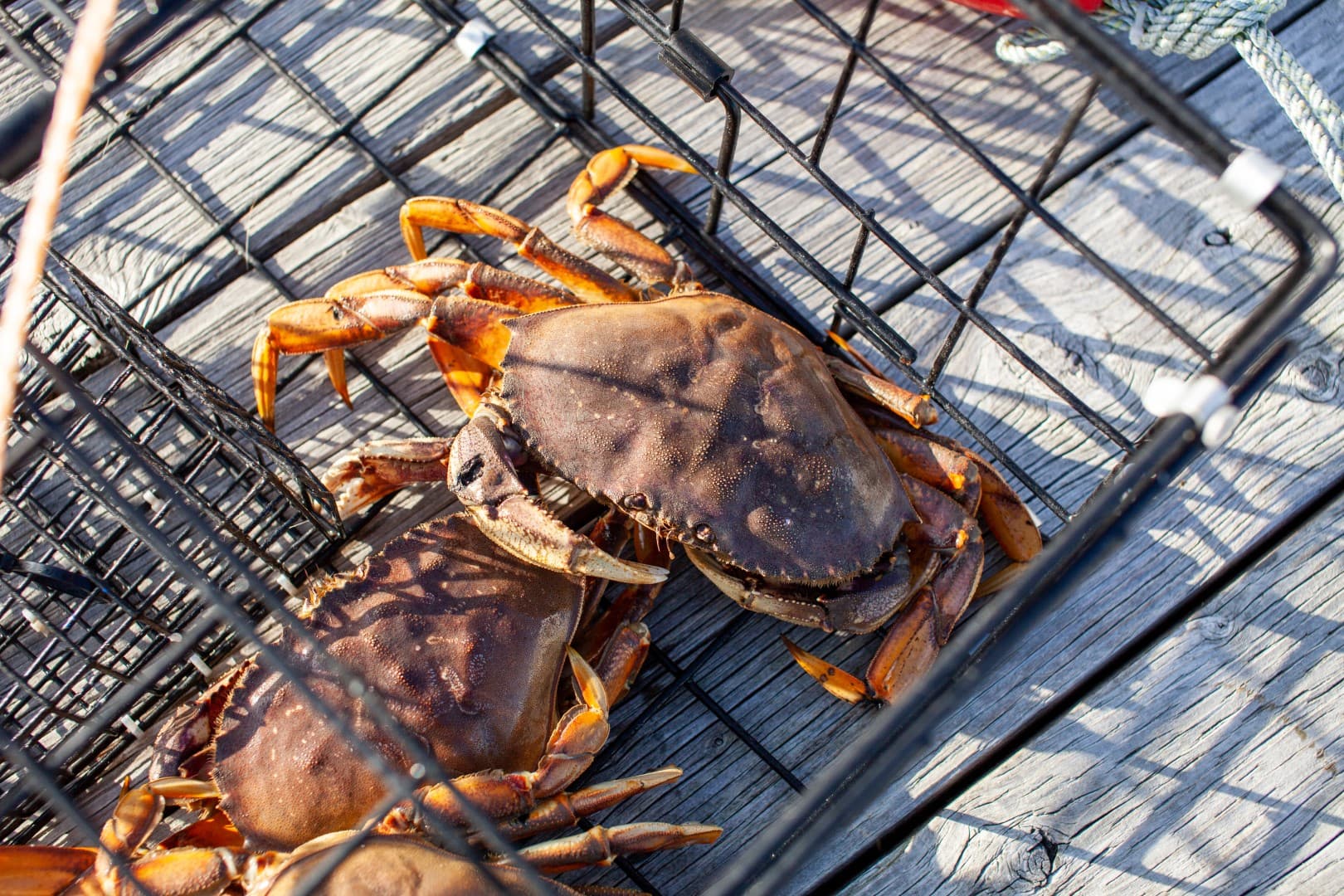 Guided Salmon Fishing & Crabbing Trip | Pacific Ocean | Astoria, Oregon