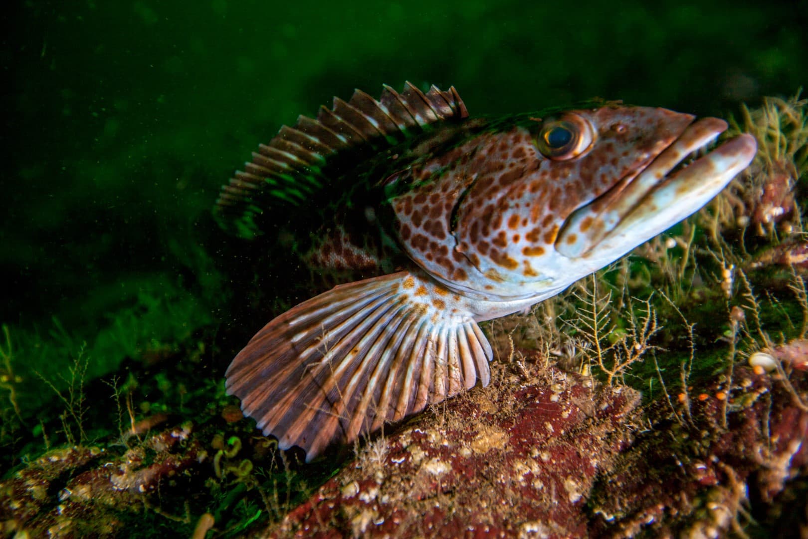 Guided Bottom Feeding Fishing Trip | Pacific Coast | Astoria, Oregon