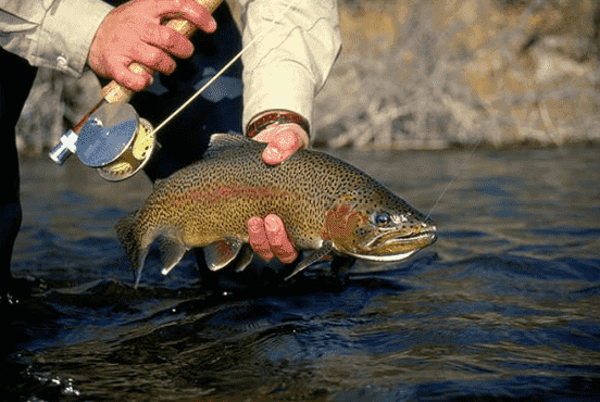 Guided Fly Fishing Trip | Yellowstone River | Yellowstone National Park