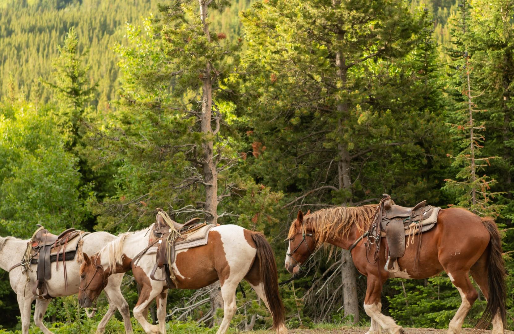 Glacier Horseback Riding & Whitewater Rafting Trip | West Glacier, Montana