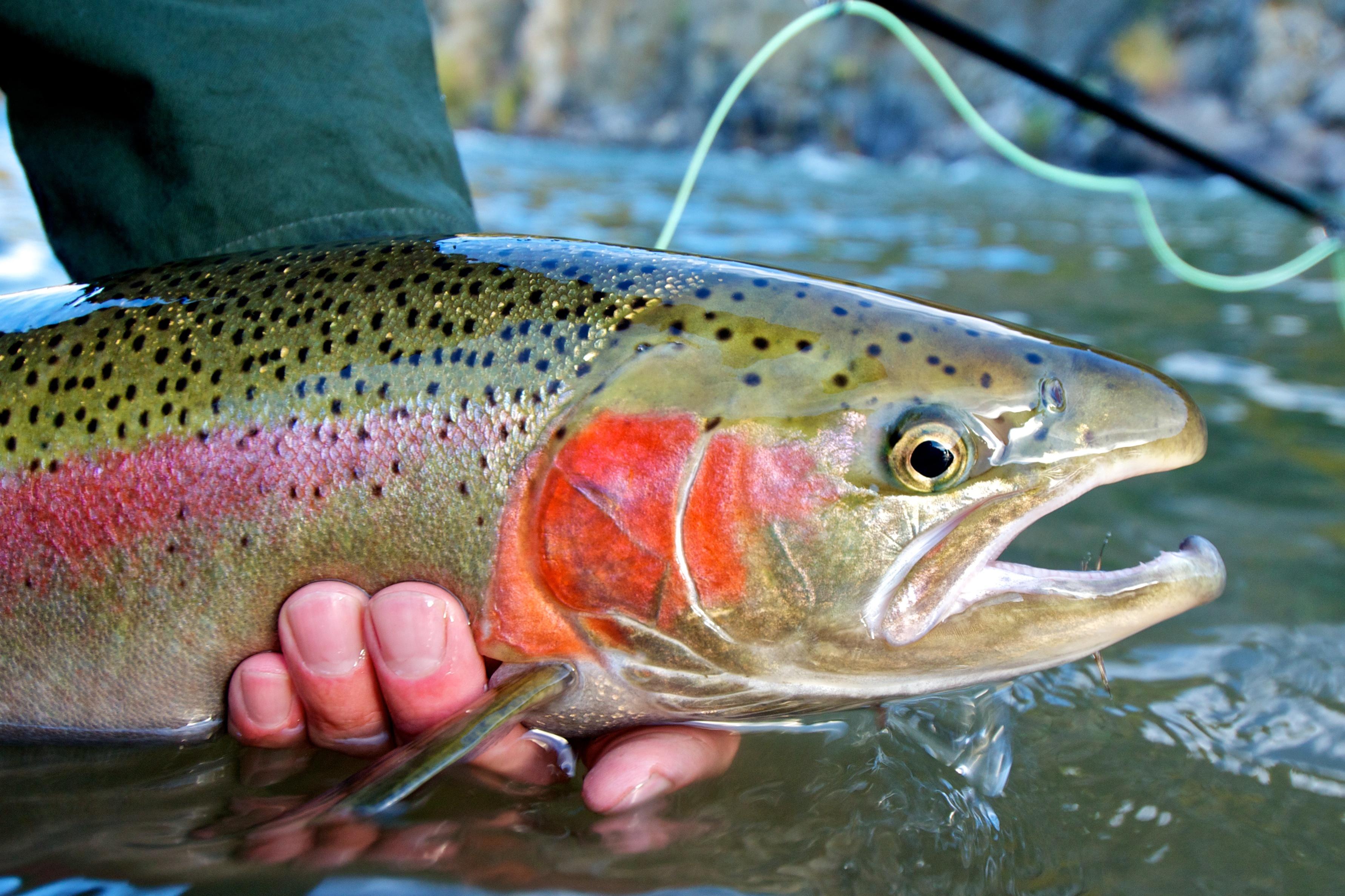 2-Day Guided Fly Fishing Float Trip | Flathead River | West Glacier, Montana