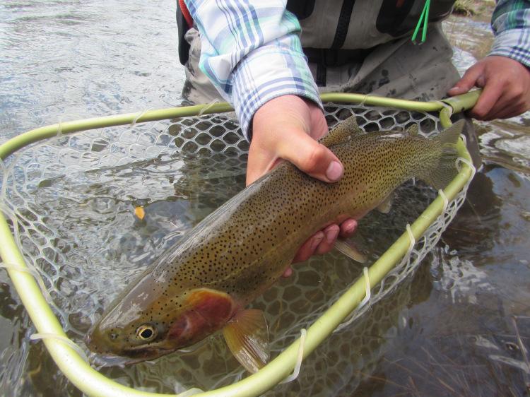 Guided Fishing Trip | Georgetown Lake & Rock Creek | Philipsburg, Montana