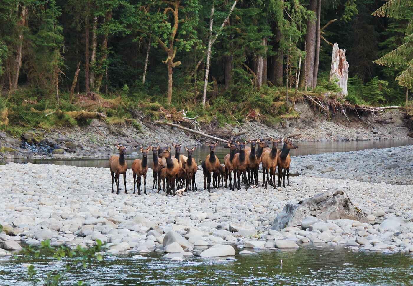 Guided Salmon Fishing Trip | Bogachiel River | Forks, Washington