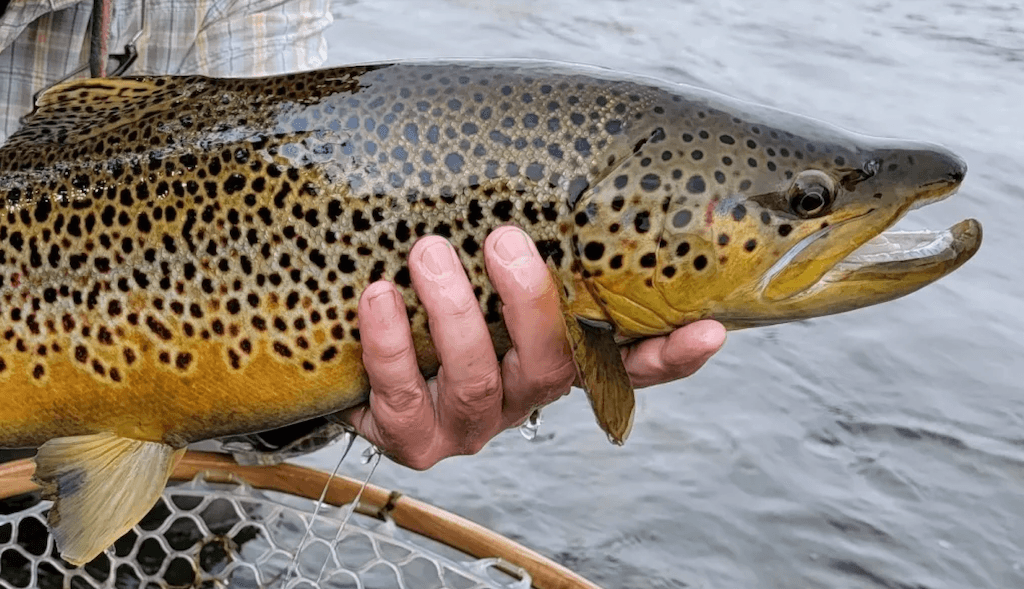 Guided Fly Fishing Float Trip | Ruby River | Sheridan, Montana