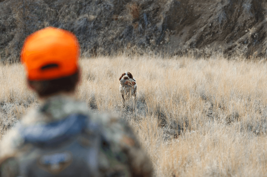 Guided Upland Game Bird Hunt | Palouse Area 2-Days | Moscow, Idaho