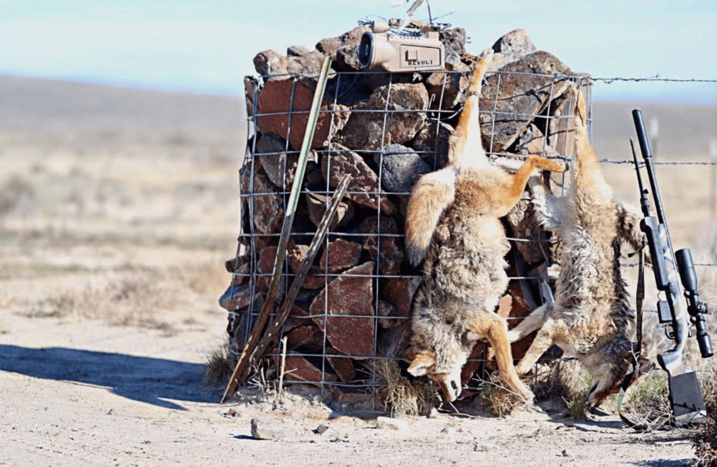 Guided Coyote Hunting Trip | Duck Valley Indian Reservation | Southwest Idaho