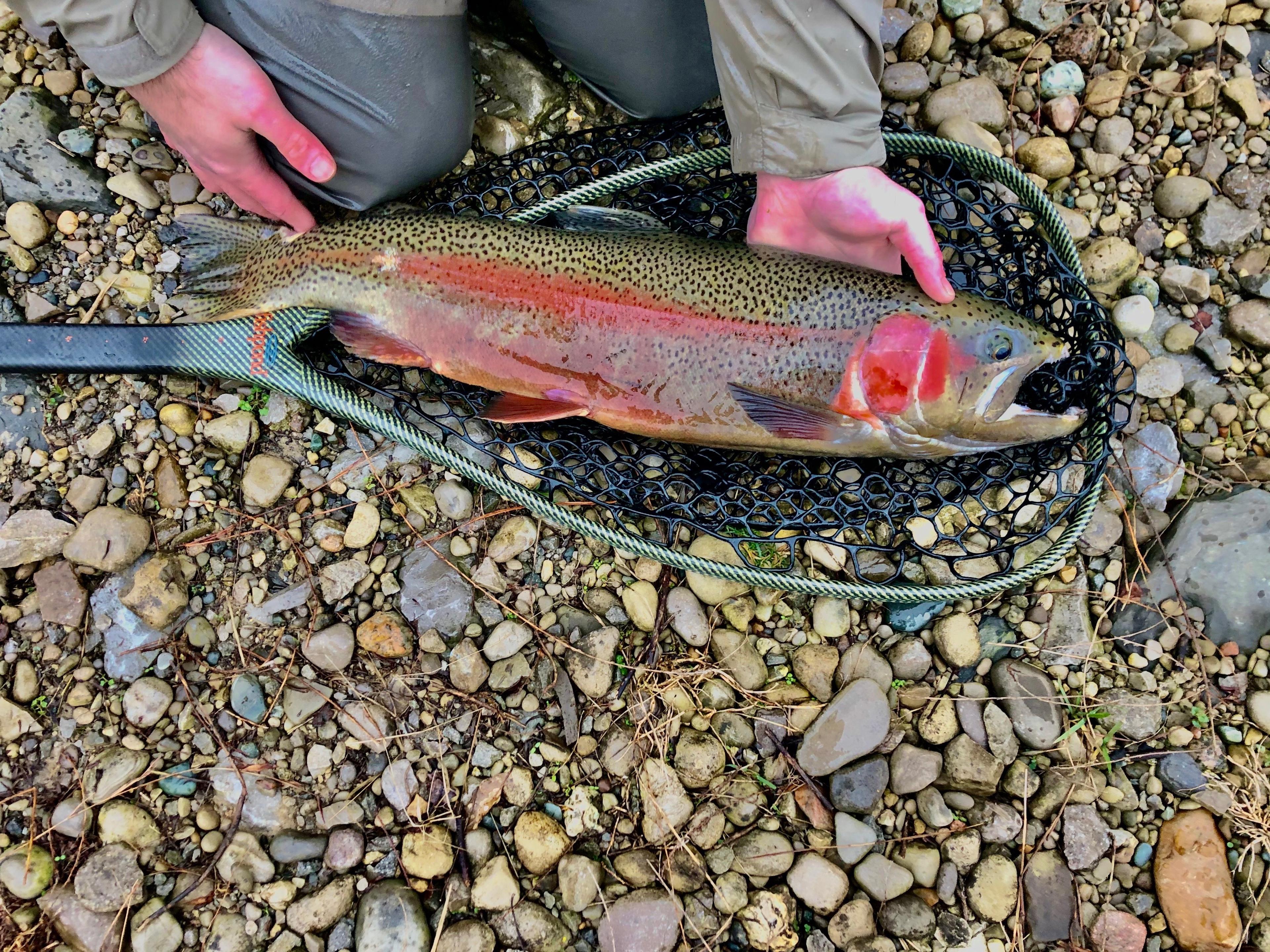 Guided Multi-Day Fishing Trip | Cumberland River | Jamestown, Kentucky