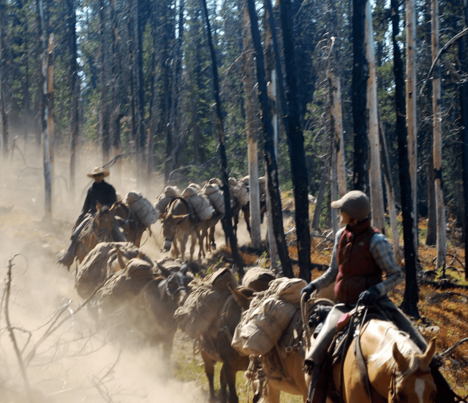 7 Day Guided Mule Deer Hunting Trip | Payette National Forest | McCall, Idaho