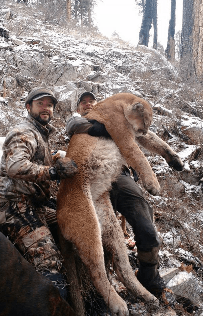 Guided Mountain Lion Hunting Trip | Payette National Forest | McCall, Idaho