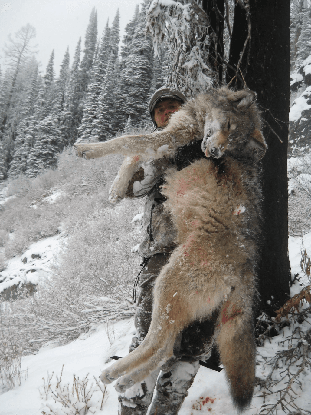 Guided Wolf Hunting Trip | Payette National Forest  | McCall, Idaho