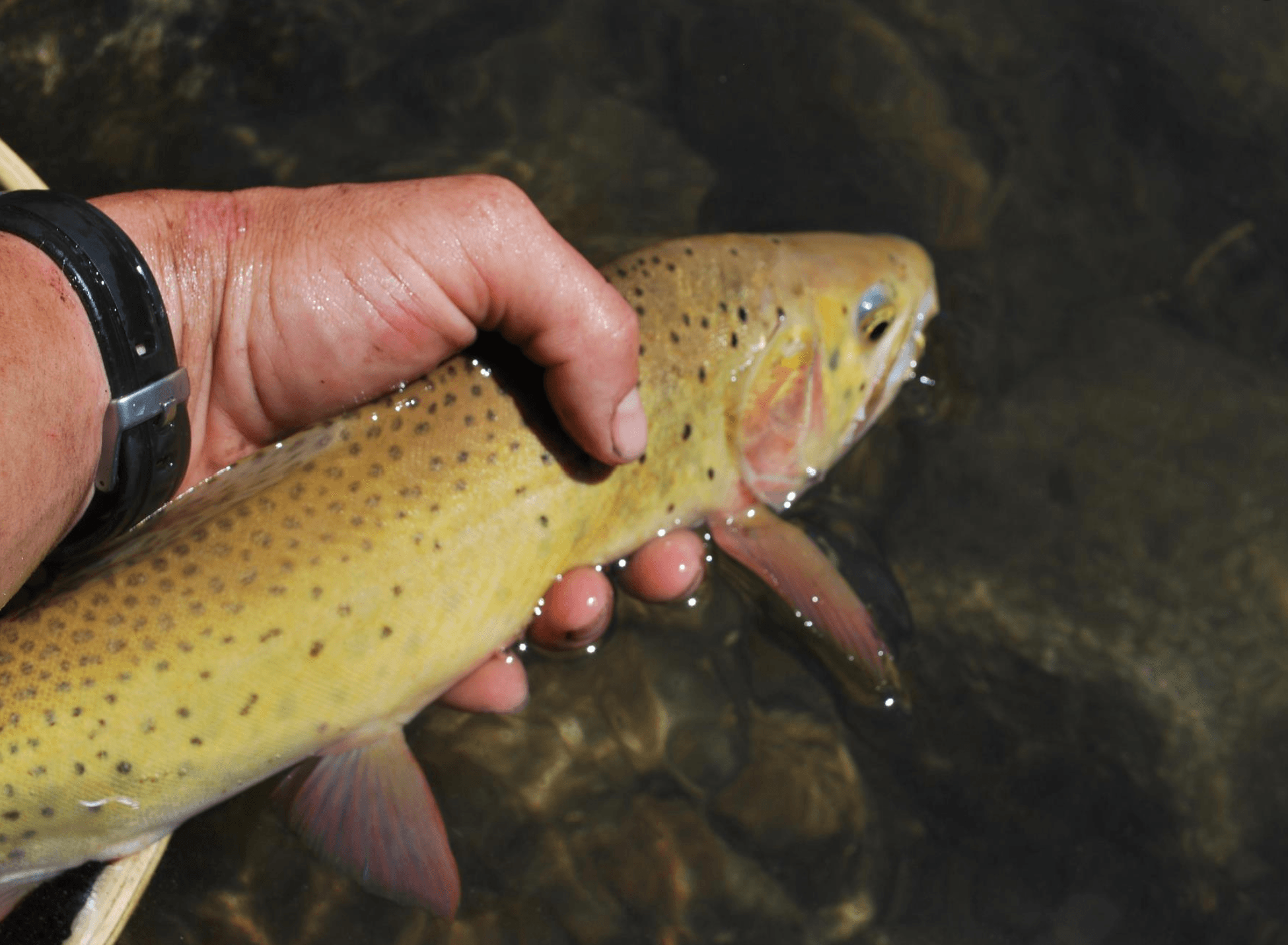 Guided Fly Fishing Trip | Payette National Forest | McCall, Idaho