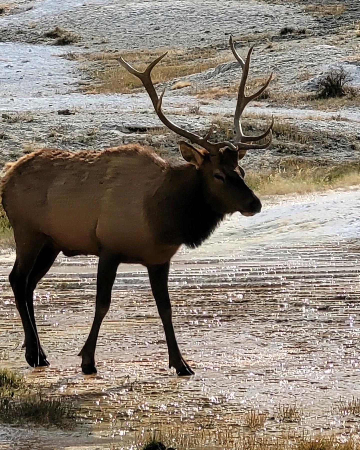 Guided Yellowstone Sapphire Tour | Multi-Day | Big Sky, Montana