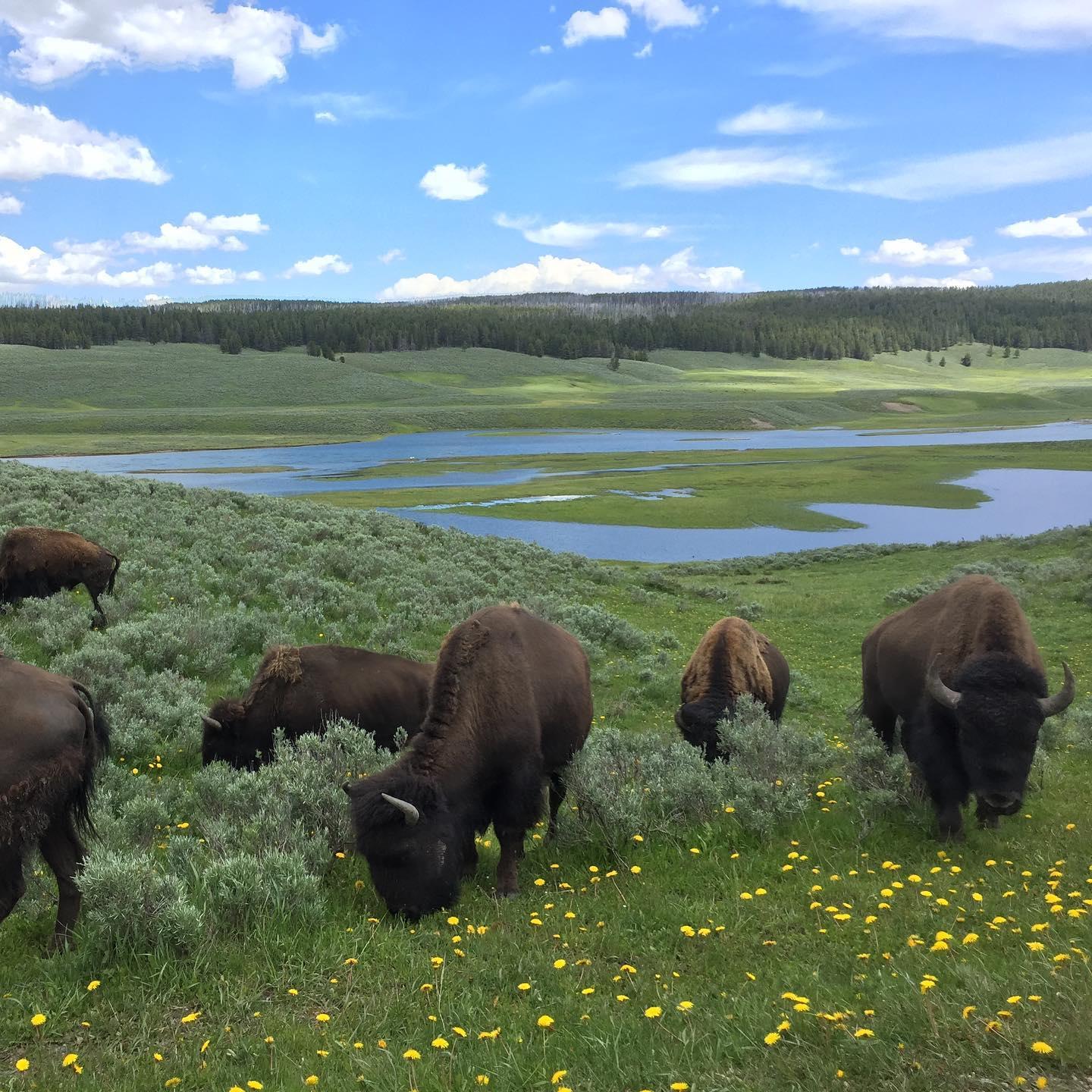 Guided Yellowstone Gold Tour | Multi-Day | Big Sky, Montana