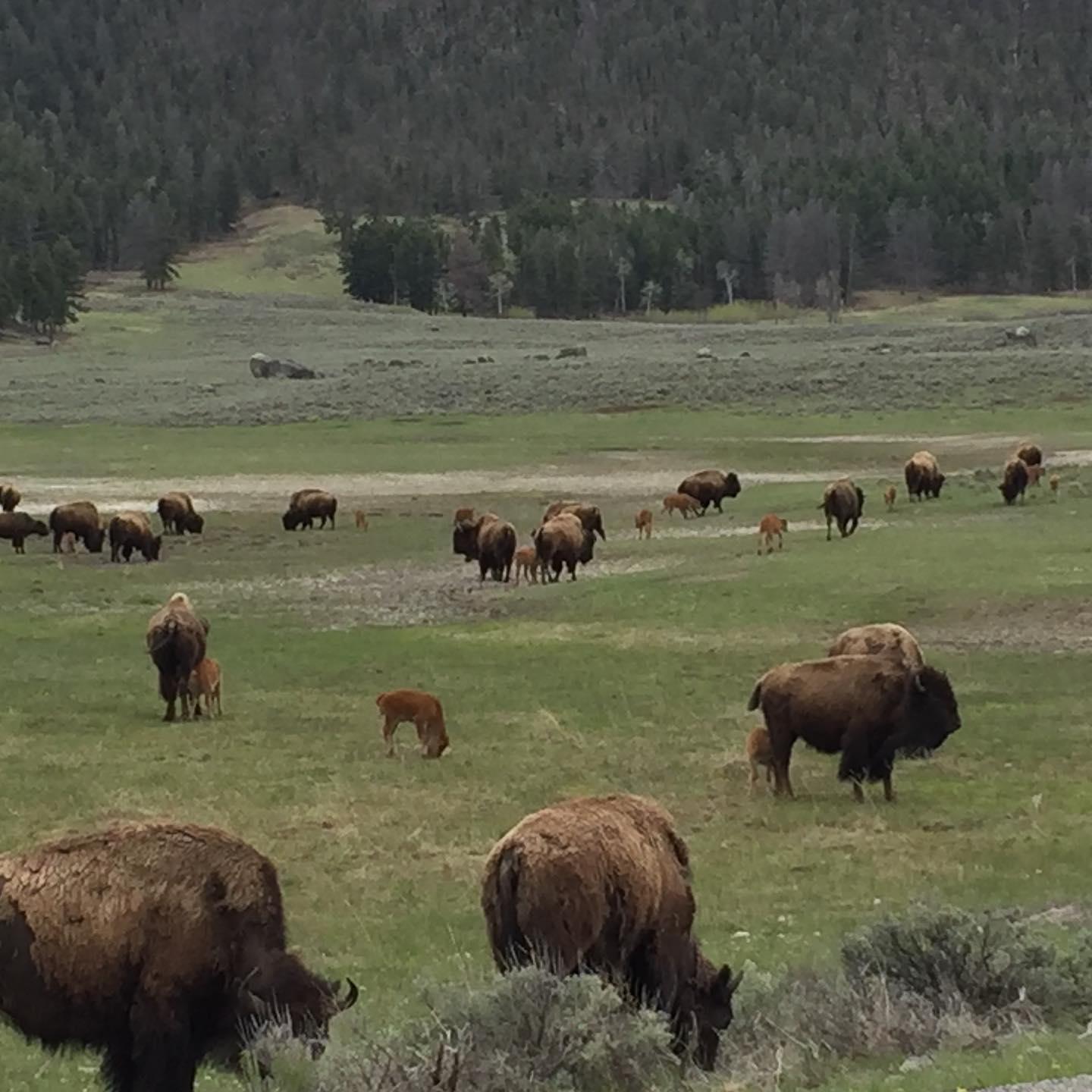 Guided Yellowstone Multi-Day Tour | Presidential Sapphire | Big Sky, Montana