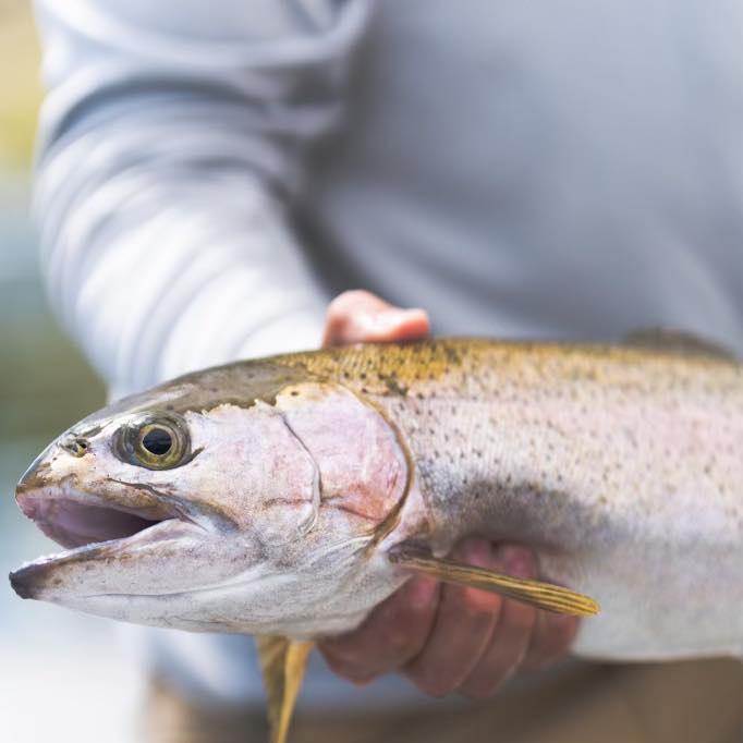 Wade Fly Fishing Guide | Tuckasegee River Half Day | Asheville, North Carolina