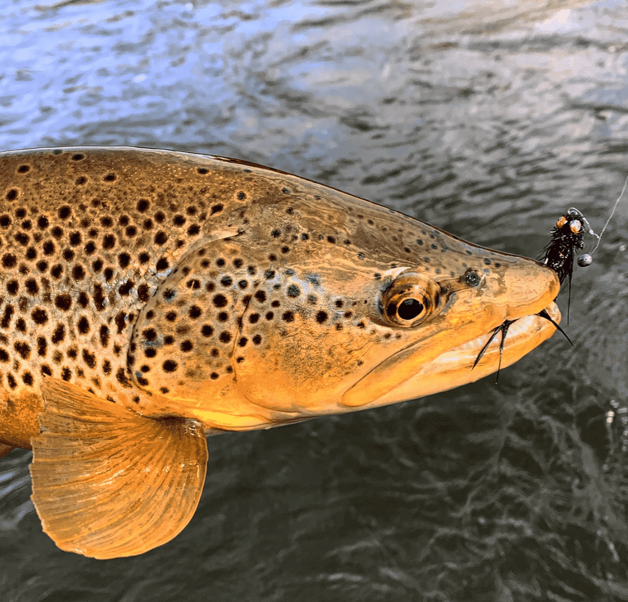 Guided Float Or Wade Fly Fishing | Animas River Half Day | Durango, Colorado