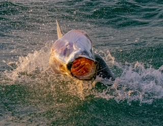 Half-Day Bay Boat Fishing Charter (Afternoon) | Key West | Key West, Florida