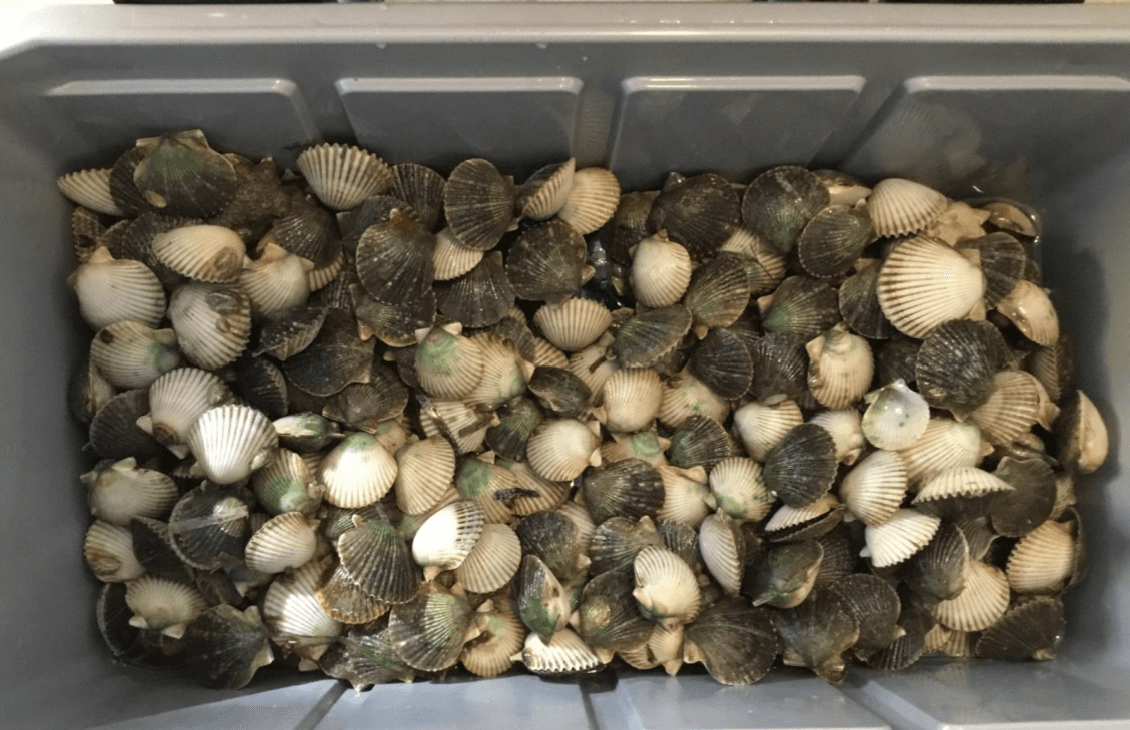 Guided Scallop Tour | Afternoon | Port St. Joe, Florida