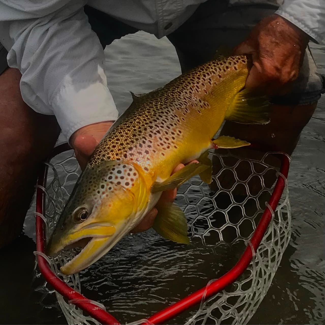 Guided Fly Fishing Float Trip | Jefferson River | Twin Bridges, Montana