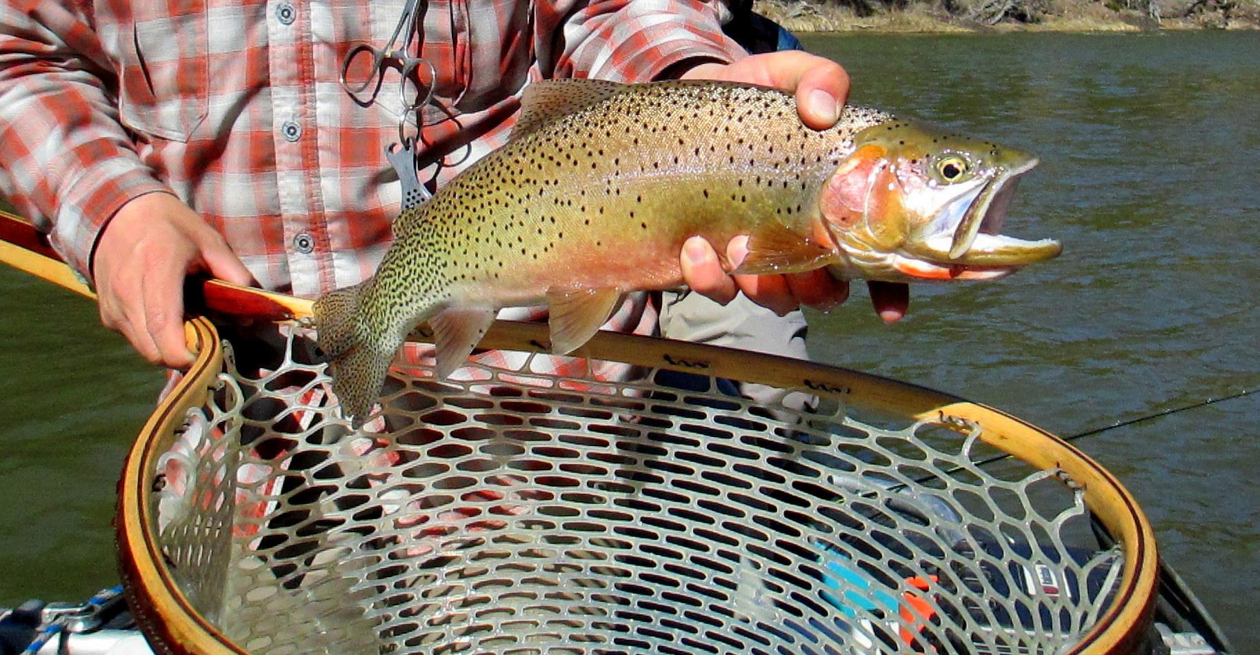 Guided Fly Fishing Float | West Fork of Bitterroot River | Missoula Troutfitters