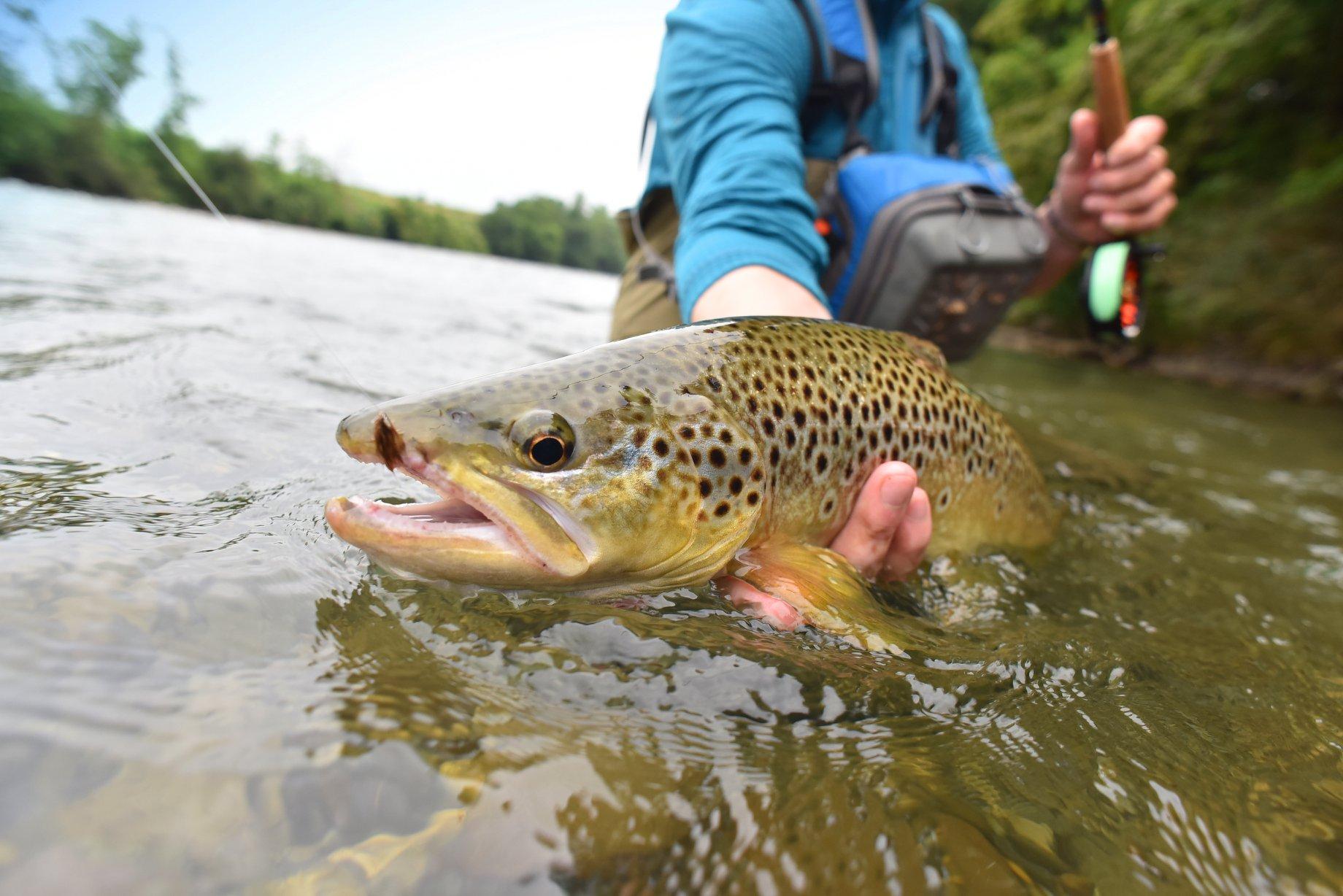 Guided Half-Day Fly Fishing | Coeur D'Alene River | Castaway Fly Shop