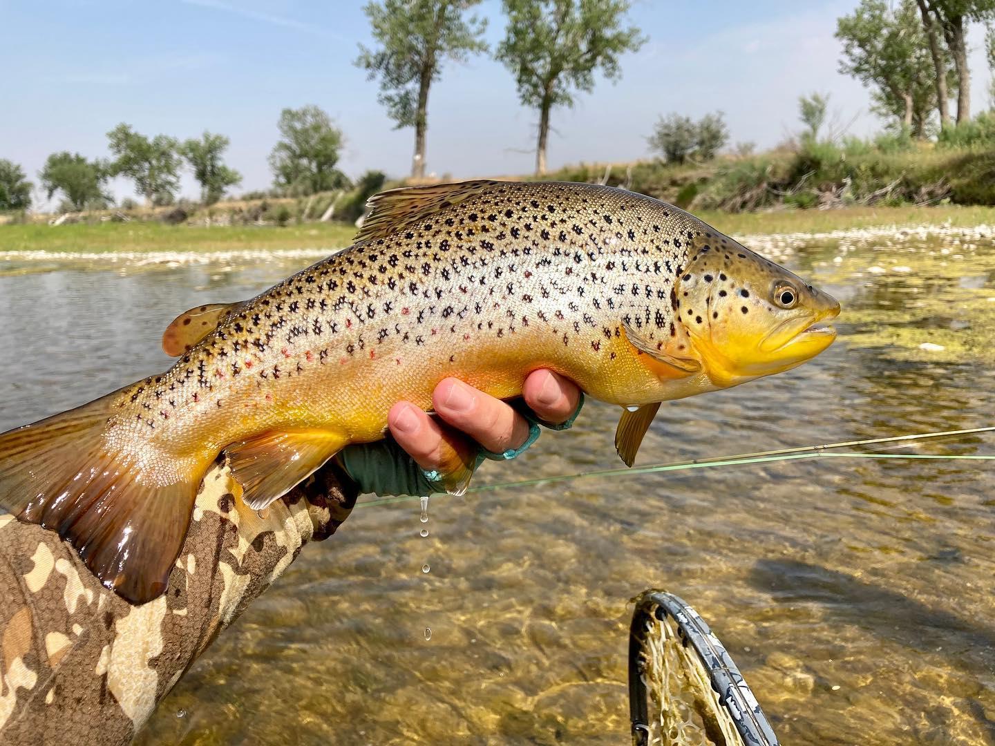 Full-Day Guided Fly Fishing | Billings, MT | Vanilla Gorilla Outdoors