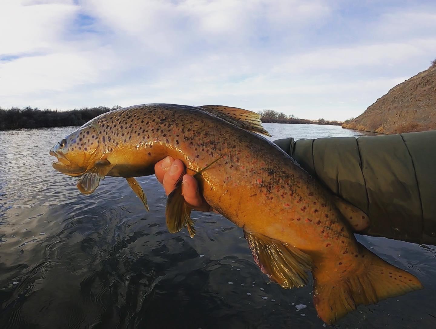 Half-Day Guided Fly Fishing | Billings, MT | Vanilla Gorilla Outdoors