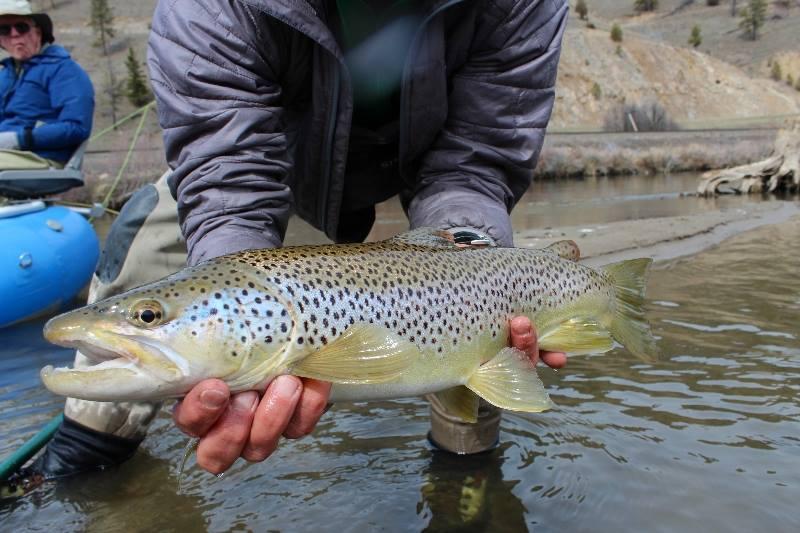 Guided Fly Fishing | Bighorn River | Tom Jenni's Reel Montana