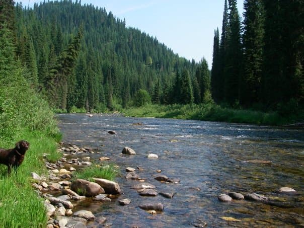 Half-Day Guided Wade Fly Fishing | Coeur d'Alene River | Northwest Outfitters