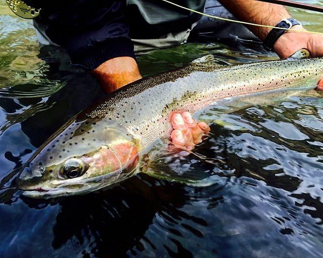 Full-day Guided Fly Fishing | Deschutes River Steelhead | Silvey's Fly Fishing