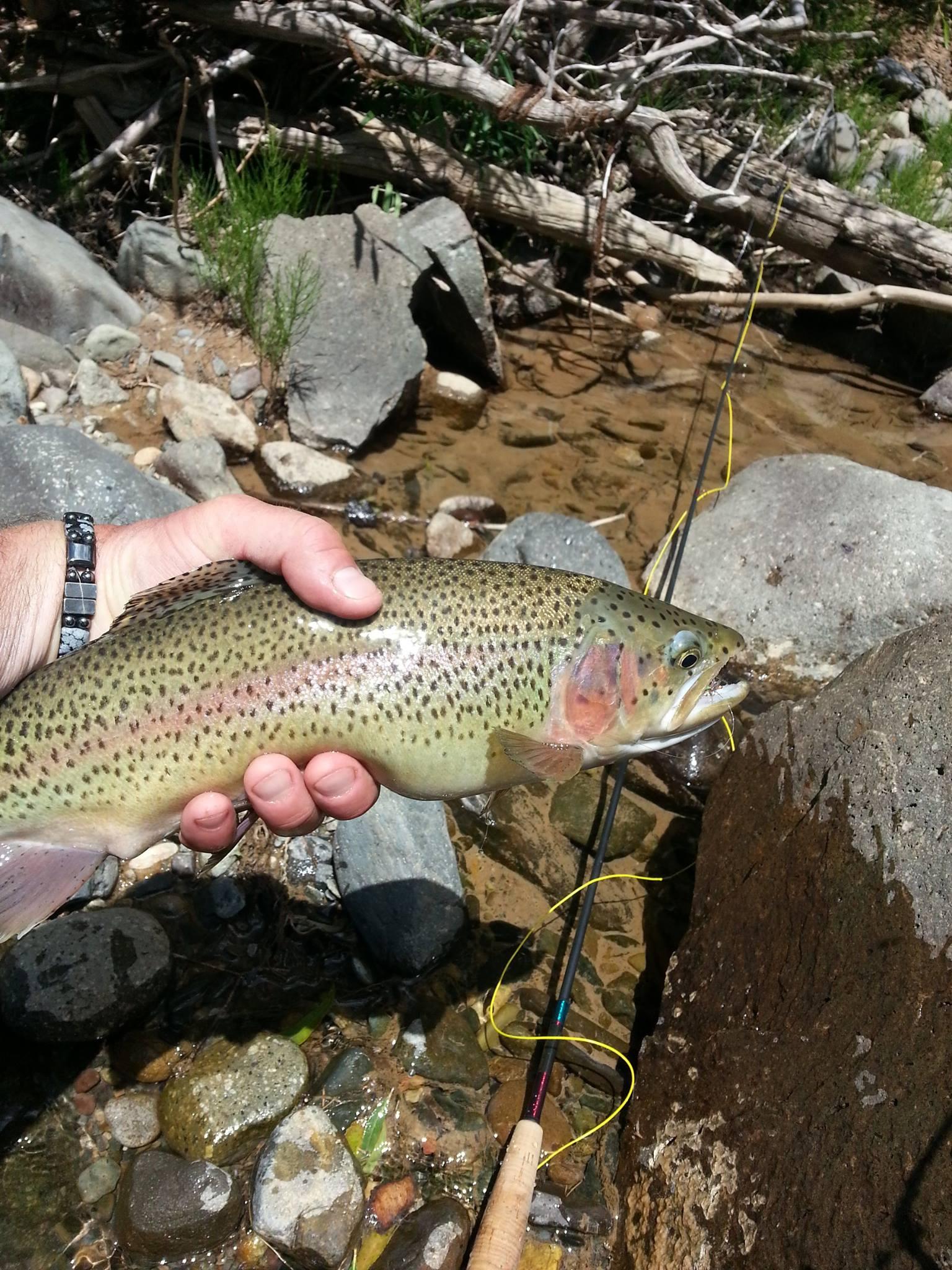 6 Hour Guided Fly Fishing | Lower San Juan River | High Country Fishing Charters