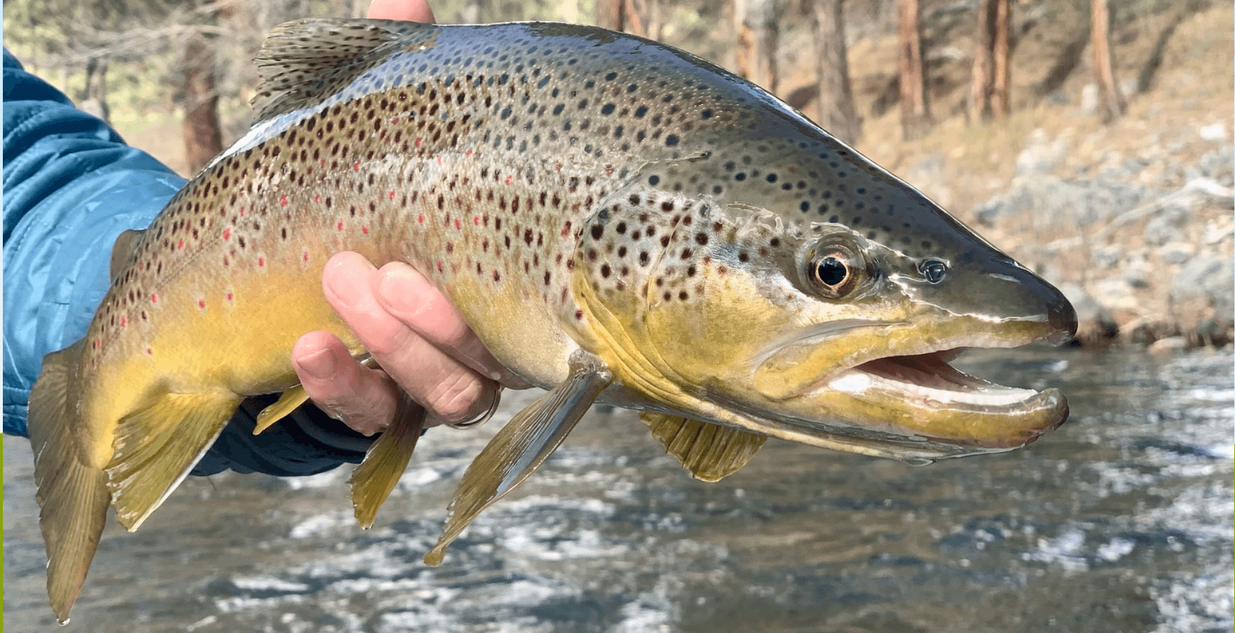 Full-Day Guided Fly Fishing Float | Hamilton, MT | Freestone Fly Shop