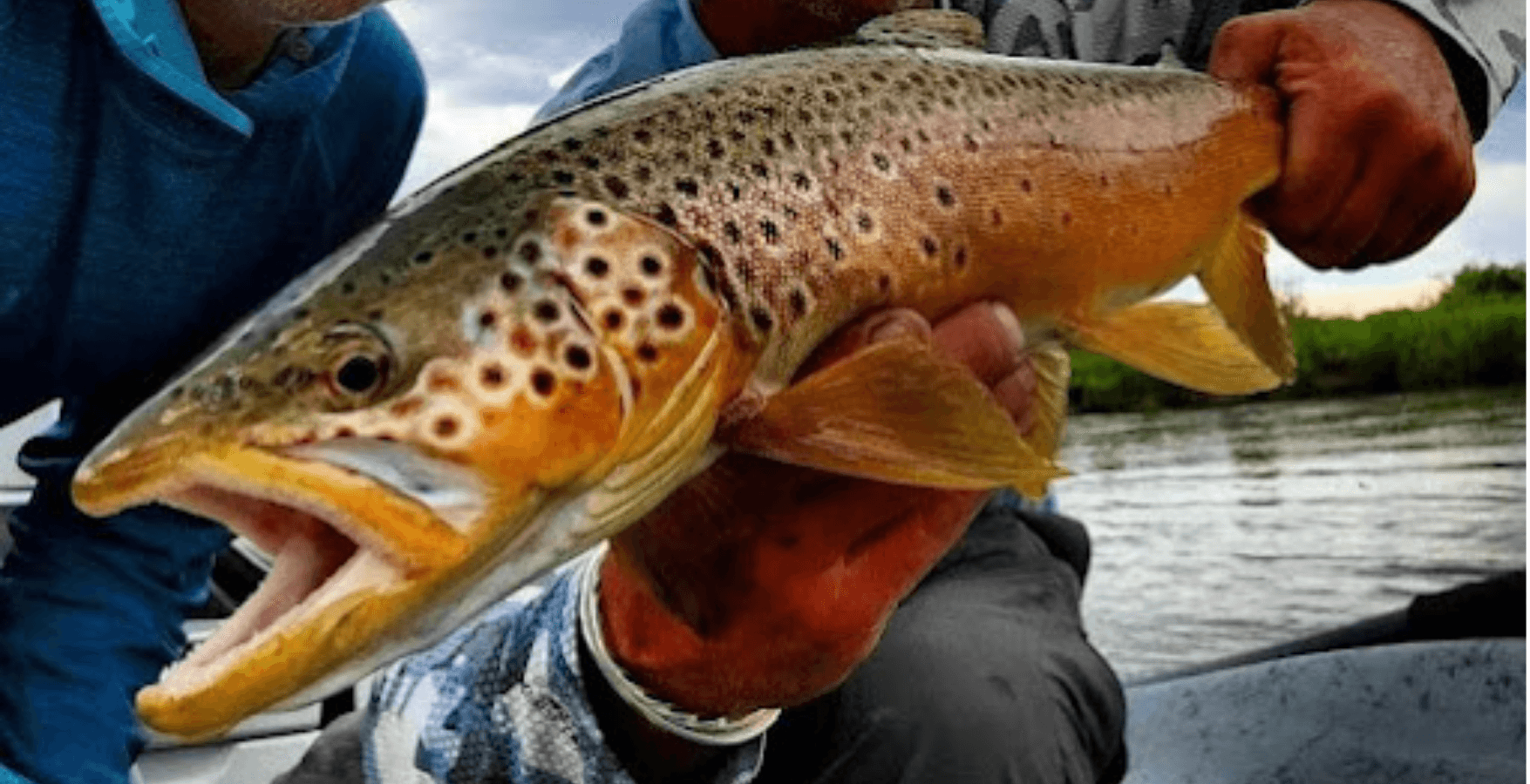 Half-Day Wade Fly Fishing Trip | Jackson, WY | Teton Trout Hookers