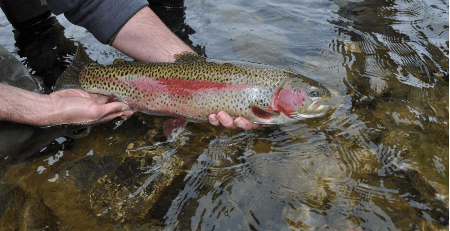 Full-Day Fly Fishing Float Trip | Jackson, WY | Teton Trout Hookers