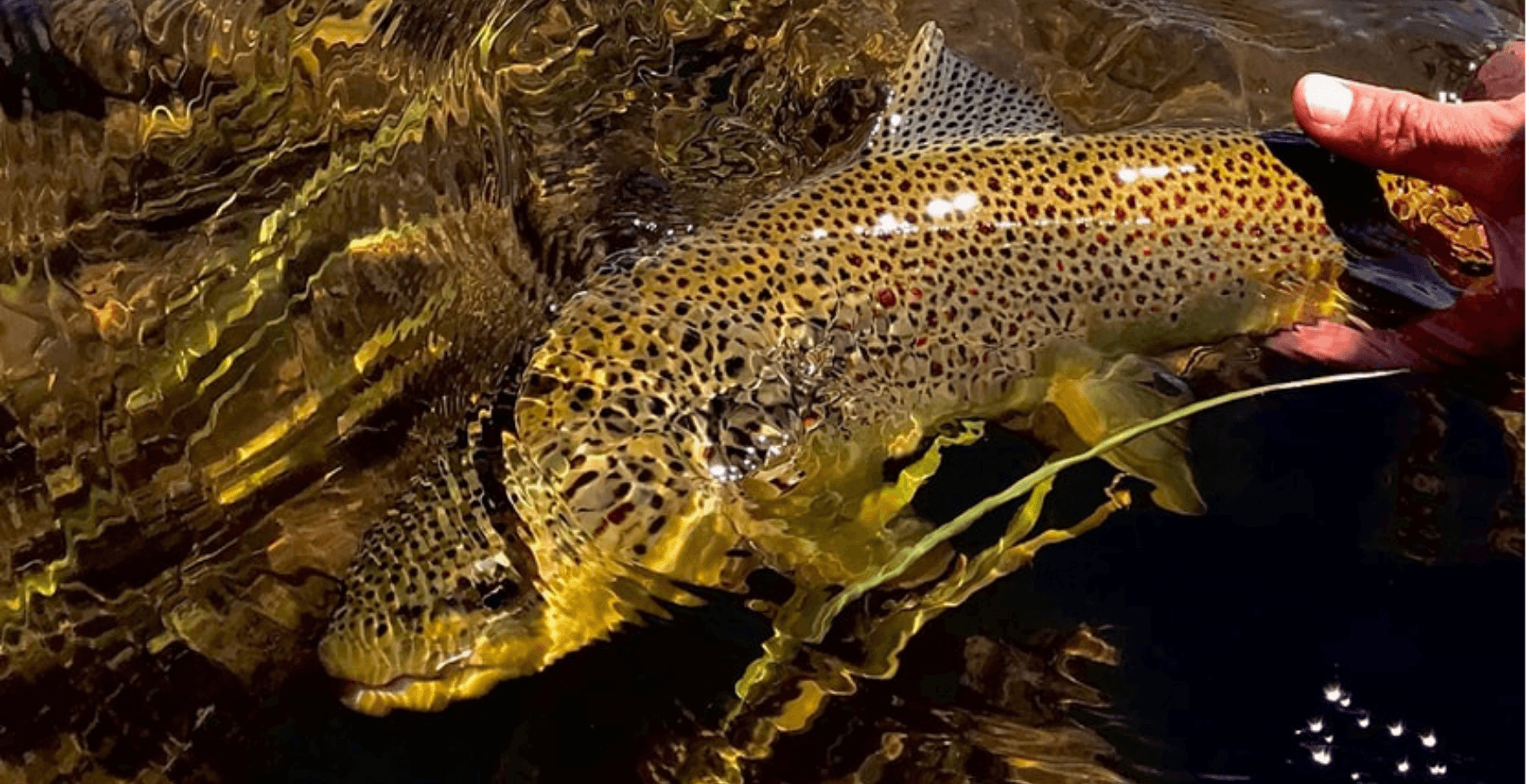 Half-Day Guided Walk/Wade Fly Fishing | Jackson, WY | Western River Anglers