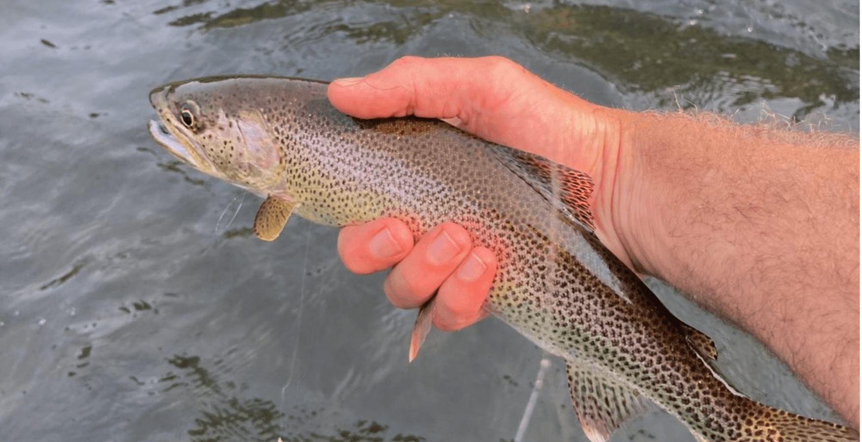 Half-Day Trout Float | Eugene, Oregon | Powell's Guide Service