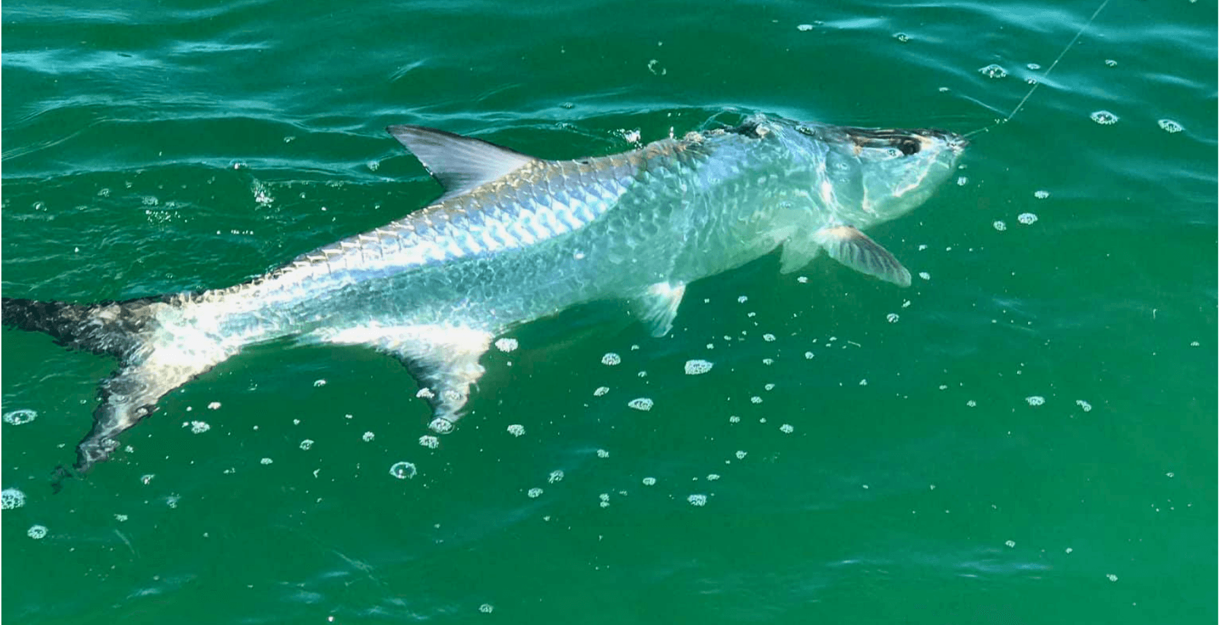 6-Hour Offshore Fishing Charter | Naples, FL | Tarpon Tamer Fishing Charters