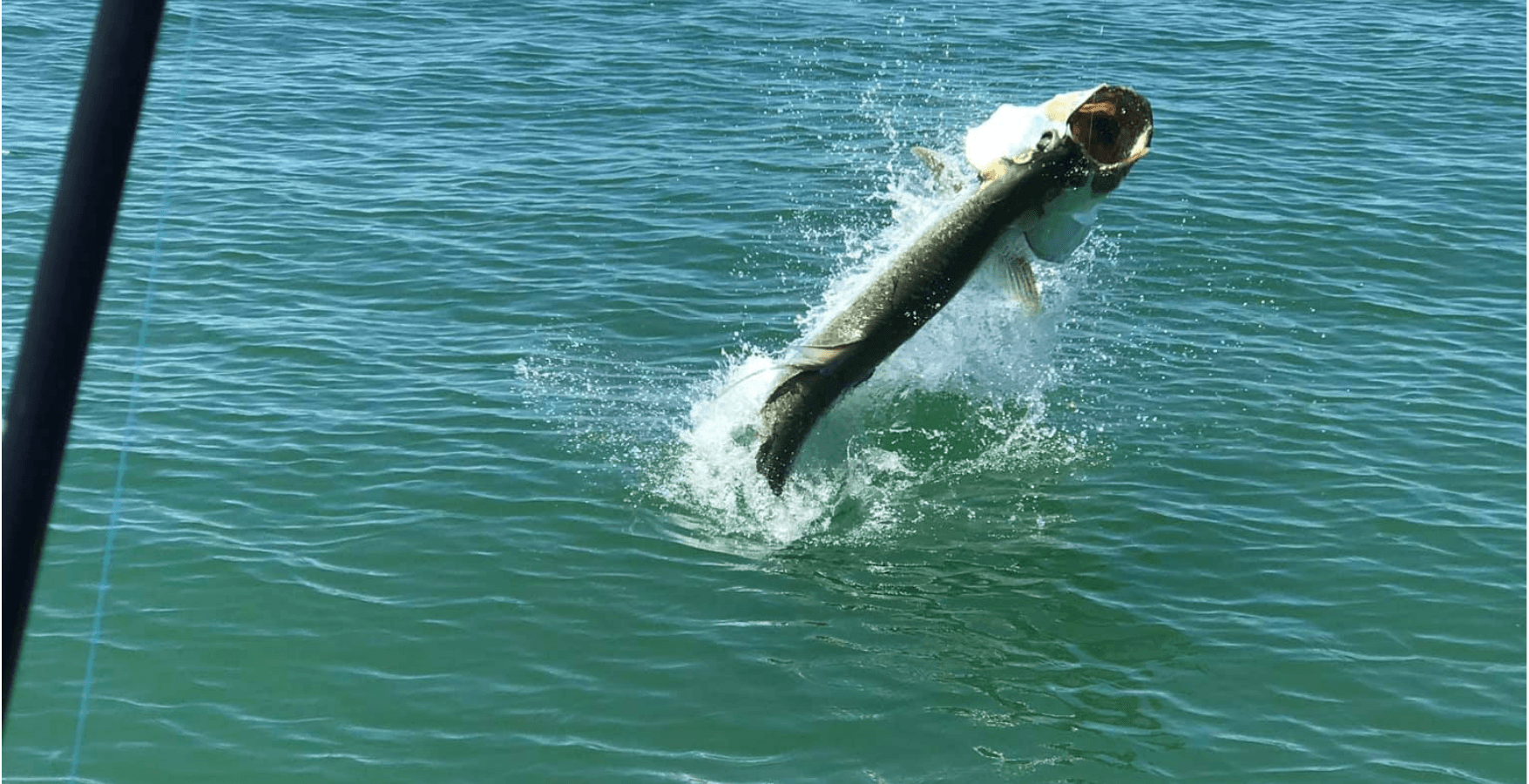 8-Hour Offshore Fishing Charter | Naples, FL | Tarpon Tamer Fishing Charters