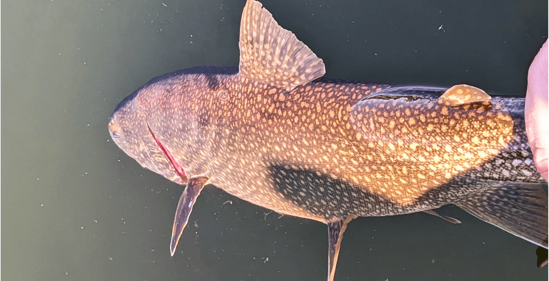 Full-Day Guided Lake Trout | Bar Harbor, Maine | Maine Stream Guide Service